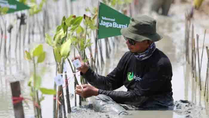 Telkomsel Beraksi: 10.600 Mangrove Ditanam Berkat Donasi Poin