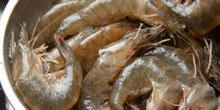 7 Cara Mengolah Udang Mentah agar Tidak Amis Juicy dan Tidak Alot